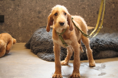 Archie, Mischling Welpen - Rüde