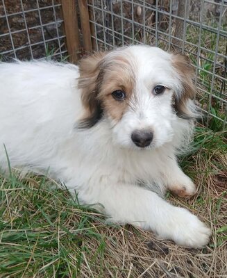 Archie, Mix Welpen - Rüde