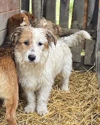 Archie, Mix Welpen - Rüde