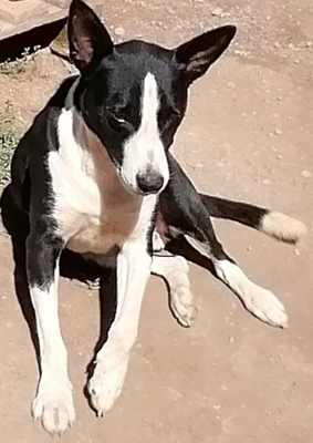 Archy freut sich auf SEINE Menschen-NOTFALL, Mischling - Rüde