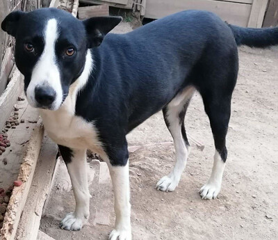 Archy freut sich auf SEINE Menschen-NOTFALL