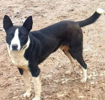 Archy freut sich auf SEINE Menschen-NOTFALL, Mischling - Rüde