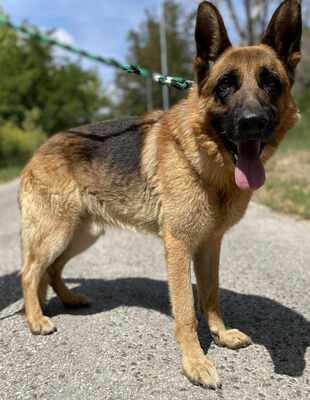 🐶Arek Deutscher Schäferhund hat ein sehr freundliches und nettes Wesen, er ist ein typischer Schäferhund 😊, Deutscher Schäferhund - Rüde 1