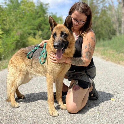 🐶Arek Deutscher Schäferhund hat ein sehr freundliches und nettes Wesen, er ist ein typischer Schäferhund 😊, Deutscher Schäferhund - Rüde