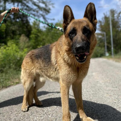 🐶Arek Deutscher Schäferhund hat ein sehr freundliches und nettes Wesen, er ist ein typischer Schäferhund 😊, Deutscher Schäferhund - Rüde