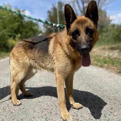 🐶Arek Deutscher Schäferhund hat ein sehr freundliches und nettes Wesen, er ist ein typischer Schäferhund 😊, Deutscher Schäferhund - Rüde