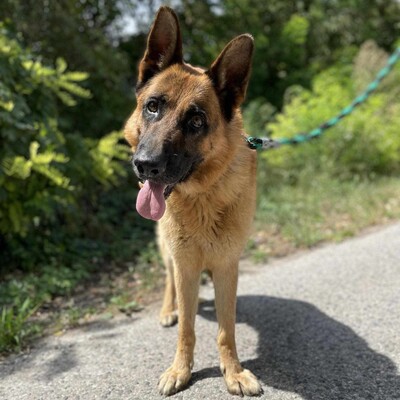 🐶Arek Deutscher Schäferhund hat ein sehr freundliches und nettes Wesen, er ist ein typischer Schäferhund 😊, Deutscher Schäferhund - Rüde