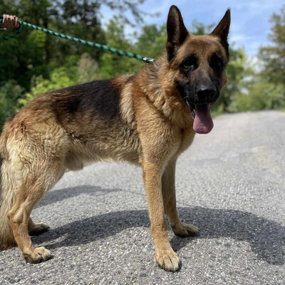 🐶Arek Deutscher Schäferhund hat ein sehr freundliches und nettes Wesen, er ist ein typischer Schäferhund 😊, Deutscher Schäferhund - Rüde