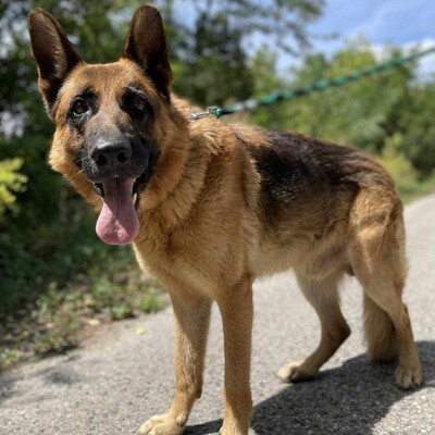 🐶Arek Deutscher Schäferhund hat ein sehr freundliches und nettes Wesen, er ist ein typischer Schäferhund 😊, Deutscher Schäferhund - Rüde