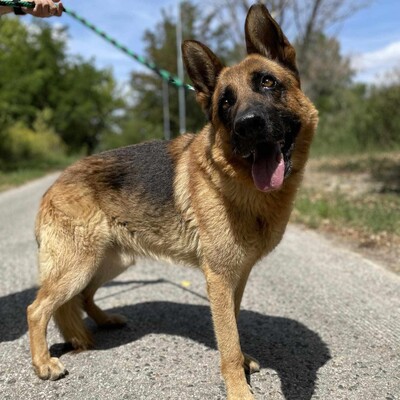 🐶Arek Deutscher Schäferhund hat ein sehr freundliches und nettes Wesen, er ist ein typischer Schäferhund 😊, Deutscher Schäferhund - Rüde