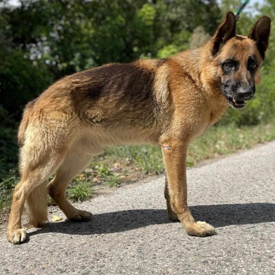 🐶Arek Deutscher Schäferhund hat ein sehr freundliches und nettes Wesen, er ist ein typischer Schäferhund 😊, Deutscher Schäferhund - Rüde