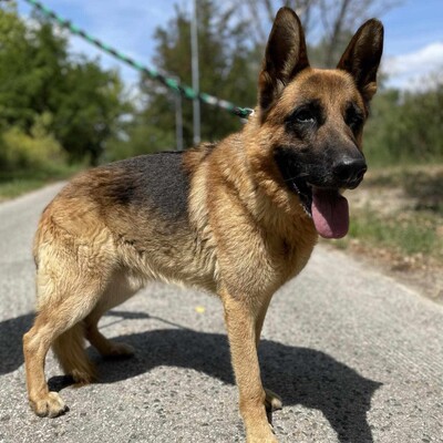 🐶Arek Deutscher Schäferhund hat ein sehr freundliches und nettes Wesen, er ist ein typischer Schäferhund 😊, Deutscher Schäferhund - Rüde