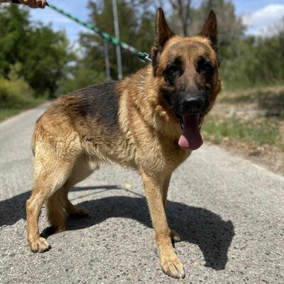 🐶Arek Deutscher Schäferhund hat ein sehr freundliches und nettes Wesen, er ist ein typischer Schäferhund 😊, Deutscher Schäferhund - Rüde