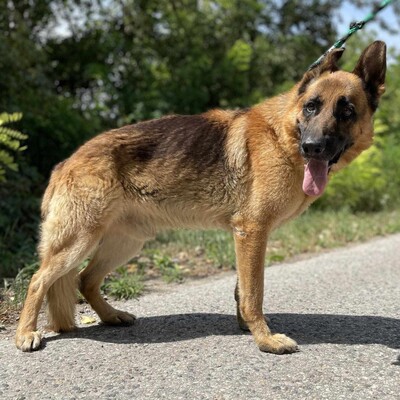 🐶Arek Deutscher Schäferhund hat ein sehr freundliches und nettes Wesen, er ist ein typischer Schäferhund 😊, Deutscher Schäferhund - Rüde