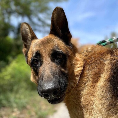 🐶Arek Deutscher Schäferhund hat ein sehr freundliches und nettes Wesen, er ist ein typischer Schäferhund 😊, Deutscher Schäferhund - Rüde