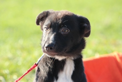 Ares, Mischling Welpen - Rüde