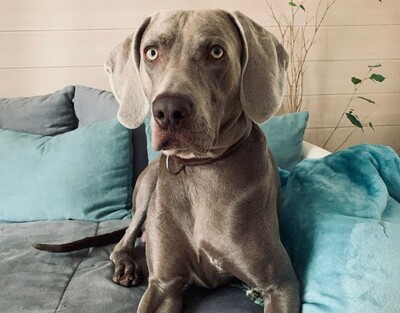 Ares, Weimaraner - Rüde