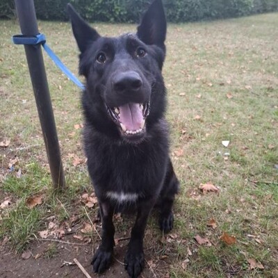 Ares - menschenbezogen, freundlich, kontaktfreudig☺️, Schäferhund-Mischling - Rüde