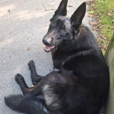 Ares - menschenbezogen, freundlich, kontaktfreudig☺️, Schäferhund-Mischling - Rüde
