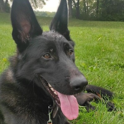 Ares - menschenbezogen, freundlich, kontaktfreudig☺️, Schäferhund-Mischling - Rüde