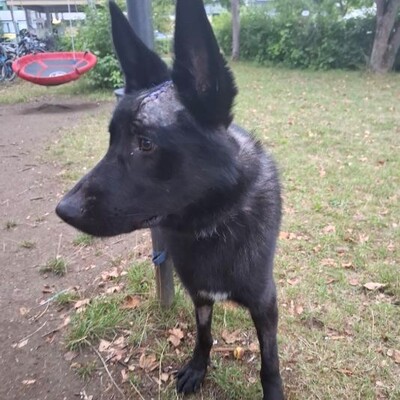 Ares - menschenbezogen, freundlich, kontaktfreudig☺️, Schäferhund-Mischling - Rüde