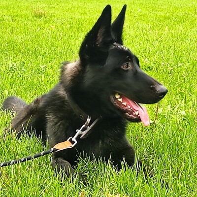 Ares - menschenbezogen, freundlich, kontaktfreudig☺️, Schäferhund-Mischling - Rüde