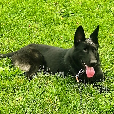 Ares - menschenbezogen, freundlich, kontaktfreudig☺️, Schäferhund-Mischling - Rüde