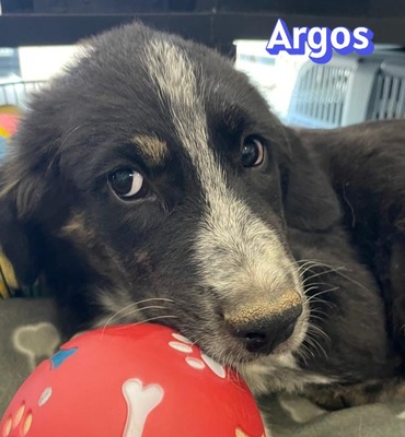 Argos, Mischling Welpen - Rüde