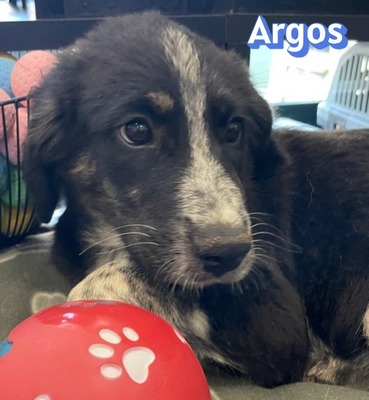 Argos, Mischling Welpen - Rüde