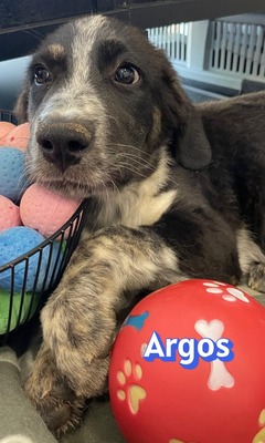 Argos, Mischling Welpen - Rüde
