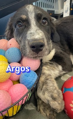 Argos, Mischling Welpen - Rüde