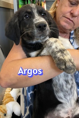 Argos, Mischling Welpen - Rüde