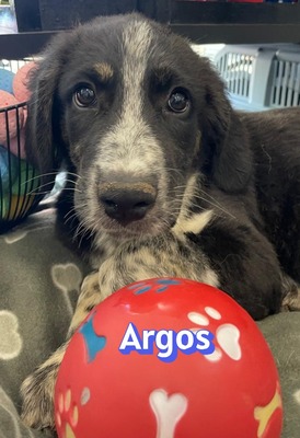 Argos, Mischling Welpen - Rüde