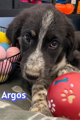 Argos, Mischling Welpen - Rüde