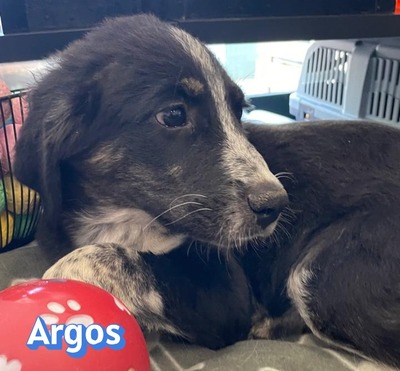 Argos, Mischling Welpen - Rüde
