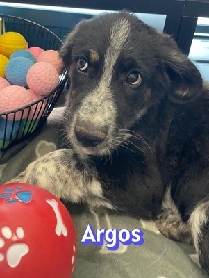 Argos, Mischling Welpen - Rüde