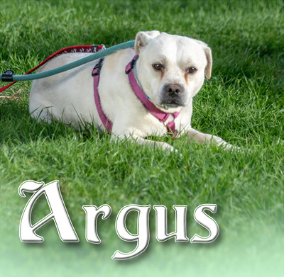 Argus - auf Pflegestelle in 79241 Ihringen, Franz. Bulldogge / Mischling - Rüde