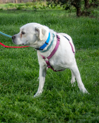 Argus – ein kleiner Angsthase zum verlieben, Franz. Bulldogge - Mix - Rüde