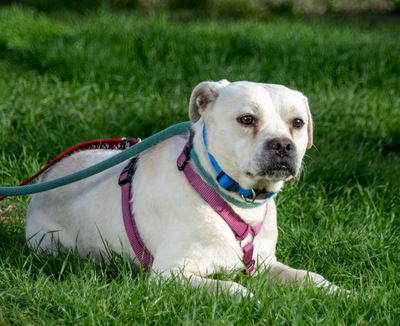 Argus – ein kleiner Angsthase zum verlieben, Franz. Bulldogge - Mix - Rüde