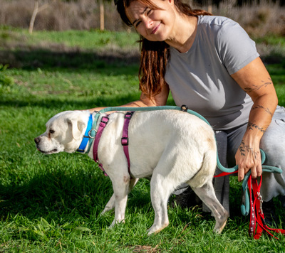 Argus – ein kleiner Angsthase zum verlieben, Franz. Bulldogge - Mix - Rüde