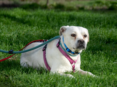 Argus - ein kleiner Angsthase zum verlieben, Franz. Bulldogge - Rüde