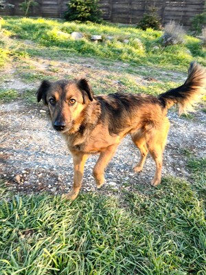 Argus sucht seine eigene Familie, Mischling mittelgroß - Rüde