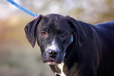 Ari, Labrador/Magyar Vizsla Mischling Welpen - Rüde