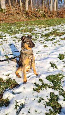 Ari, Mischling - Rüde