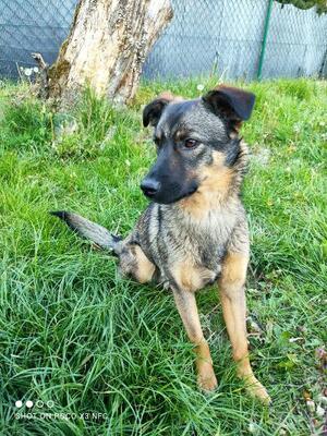 Ari, Mischling - Rüde