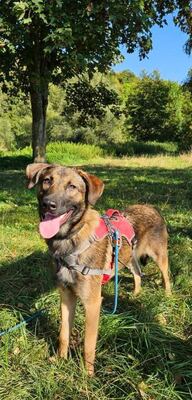 Aria 1 Jähr. Schäferhundmix Hündin sucht ihr Zuhause