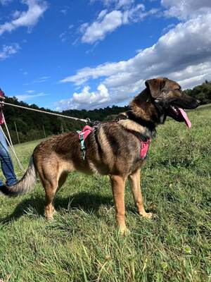 Aria 1 jähr. Schäferhund Mix Hündin sucht ihr Zuhause