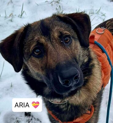 Aria 1 jähr. Schäferhundmix Hündin möchte aus dem Tierheim, Schäferhund - Hündin