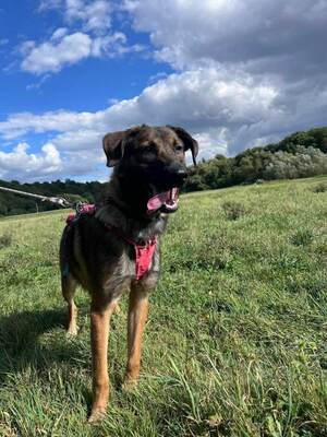 Aria 1 jähr. Schäferhundmix Hündin möchte aus dem Tierheim, Schäferhund - Hündin