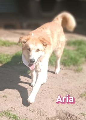Aria